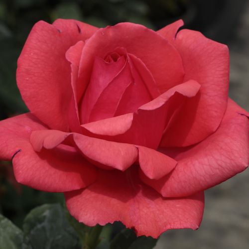 Vendita, rose rose ibridi di tea - rosso - Rosa Amica™ - rosa intensamente profumata - Febo Giuseppe Cazzaniga - Può essere combinata con arbusti di medie dimensioni o perenni